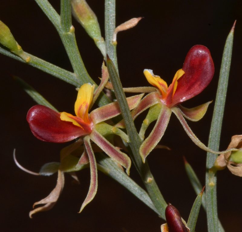 Jacksonia nutans, photographed by T. Hammer