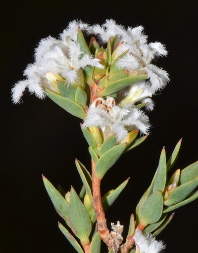 Leucopogon oliganthus, photographed by T. Hammer