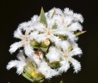 Leucopogon oliganthus, photographed by T. Hammer