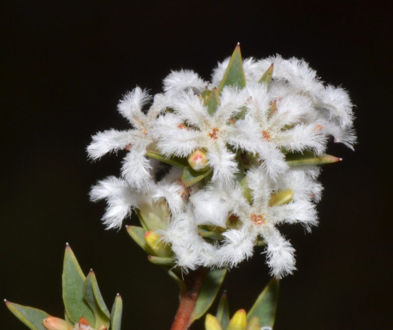 Leucopogon oliganthus, photographed by T. Hammer