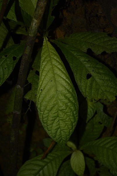 Neurocalyx calycinus, photographed by Siddarth Machado