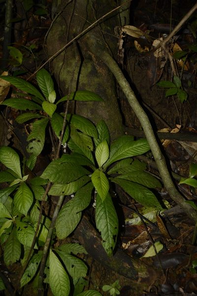 Neurocalyx calycinus, photographed by Siddarth Machado