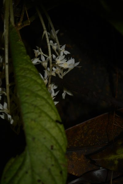 Neurocalyx calycinus, photographed by Siddarth Machado