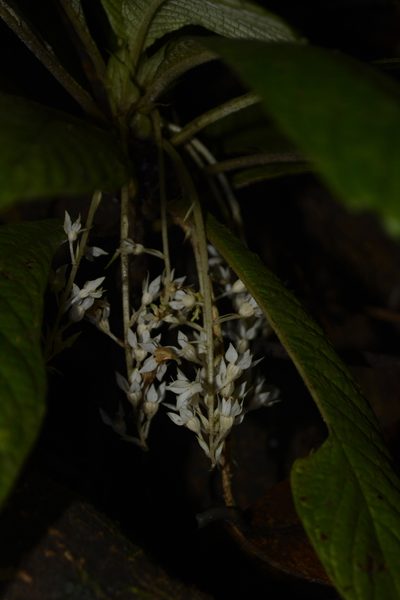 Neurocalyx calycinus, photographed by Siddarth Machado