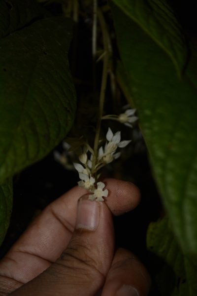 Neurocalyx calycinus, photographed by Siddarth Machado