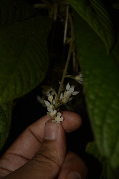 Neurocalyx calycinus, photographed by Siddarth Machado