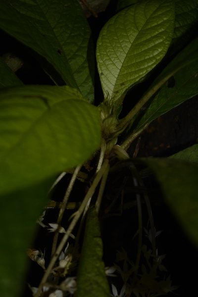 Neurocalyx calycinus, photographed by Siddarth Machado