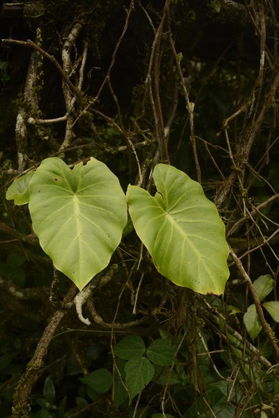 Remusatia vivipara, photographed by Siddarth Machado