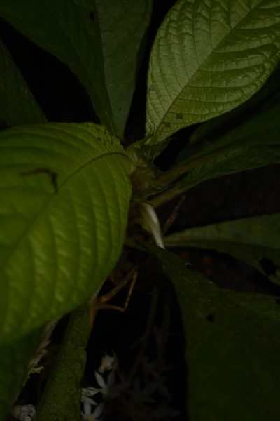 Neurocalyx calycinus, photographed by Siddarth Machado