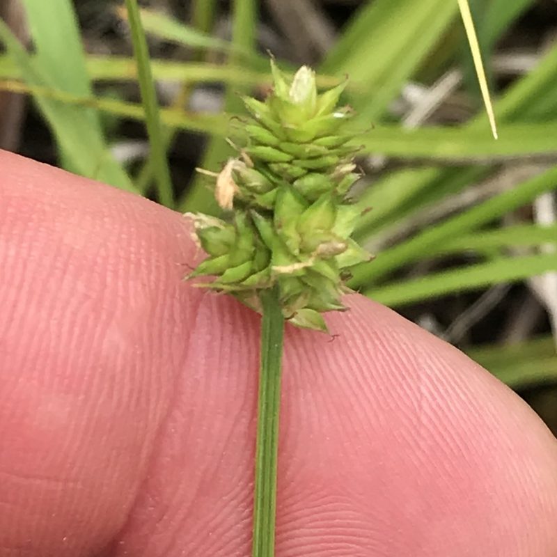 Carex mesochorea, photographed by Summit Metro Parks