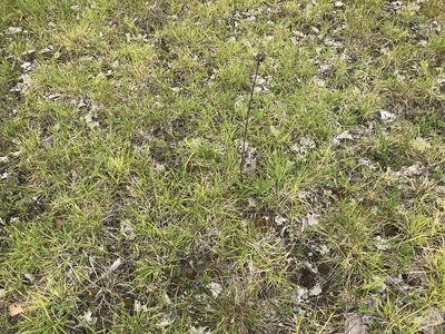 Carex mesochorea, photographed by Summit Metro Parks