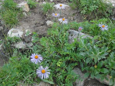 Aster flaccidus, photographed by Фая Баландина