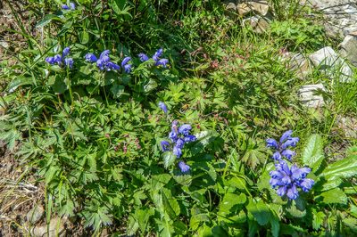 Dracocephalum grandiflorum, photographed by Фая Баландина