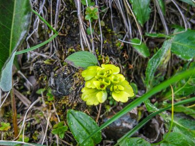 Chrysosplenium serreanum, photographed by Фая Баландина