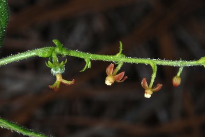 Tragia urens, photographed by Douglas Goldman