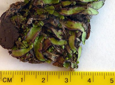 Asterella australis, photographed by Peter de Lange
