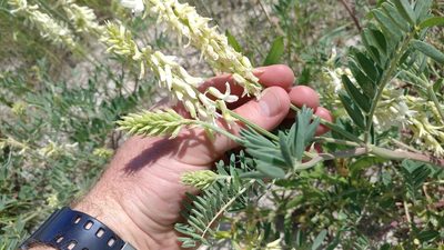 Astragalus racemosus, photographed by Brian Dickerson