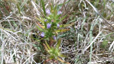Hedeoma hispida, photographed by Brian Dickerson
