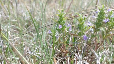 Hedeoma hispida, photographed by Brian Dickerson