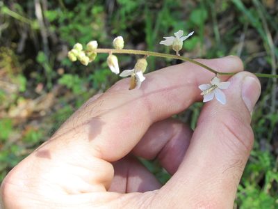 Lithophragma bolanderi, photographed by Justin