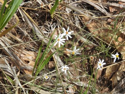 Symphyotrichum falcatum, photographed by Rachel Stringham