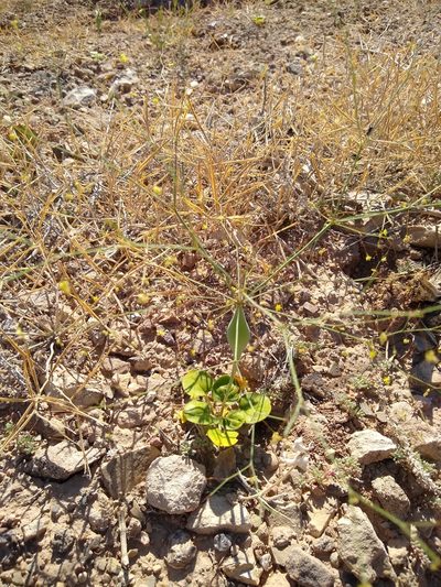 Eriogonum fusiforme, photographed by Chris Quirin