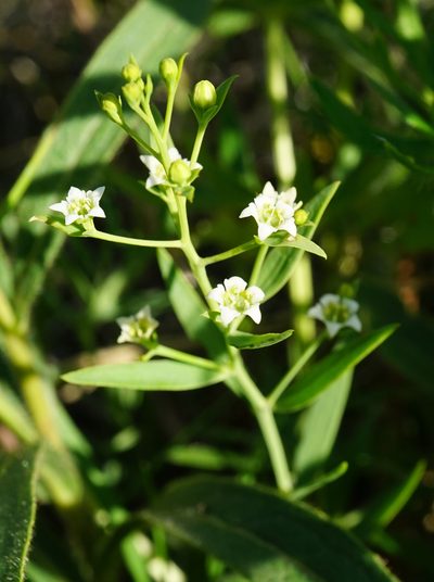 Thesium bavarum, photographed by Patrick Hacker