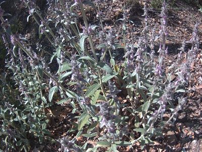 Stachys cretica, photographed by Михаил Орлов