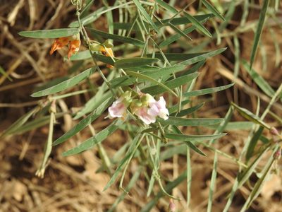 Lathyrus graminifolius, photographed by Rachel Stringham