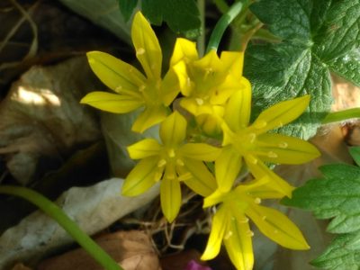 Allium moly, photographed by SK53