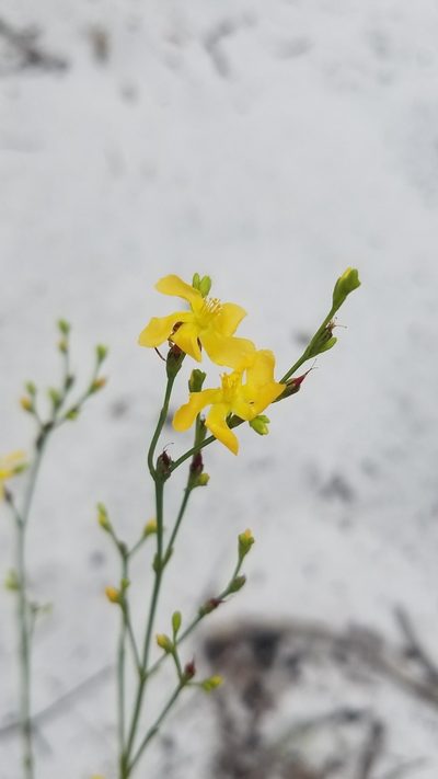 Hypericum cumulicola, photographed by Scott Ward