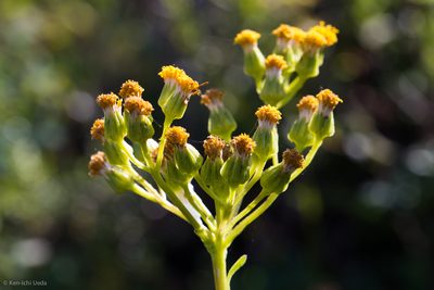 Senecio aronicoides, photographed by Ken-ichi Ueda