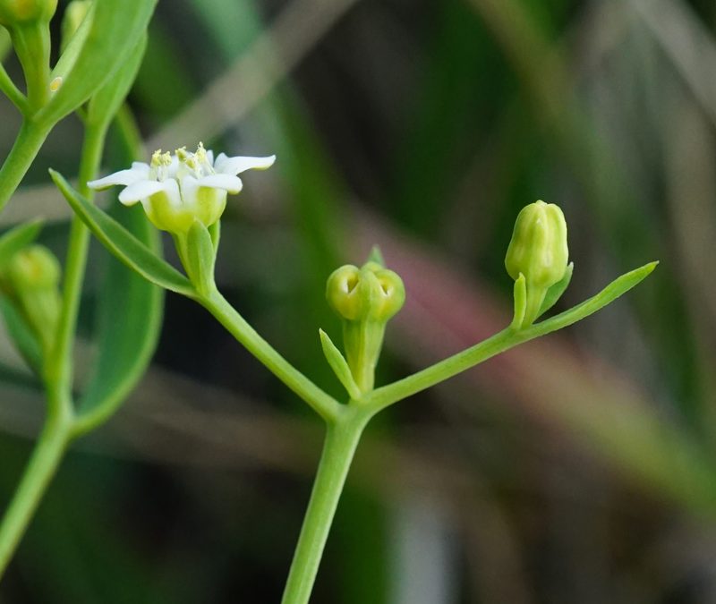 Thesium bavarum, photographed by Patrick Hacker