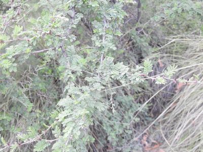 Mimosa biuncifera, photographed by Rachel Stringham