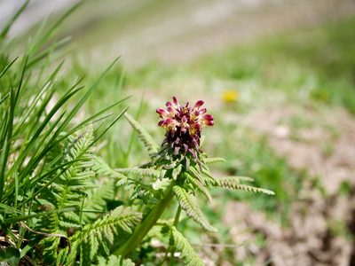 Pedicularis recutita, photographed by Wolfgang Jauch