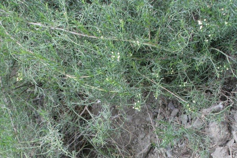 Baccharis boliviensis, photographed by Kristof Zyskowski