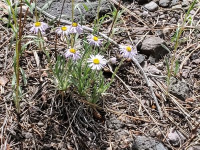 Erigeron vetensis, photographed by Craig Martin