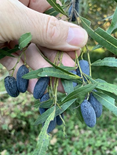 Cryptocarya angustifolia, photographed by Dave Richardson