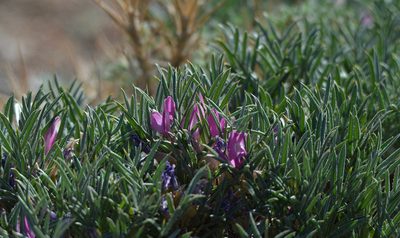 Oxytropis aciphylla, photographed by Pavel Komkov