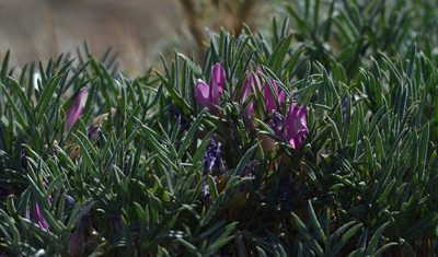 Oxytropis aciphylla, photographed by Pavel Komkov
