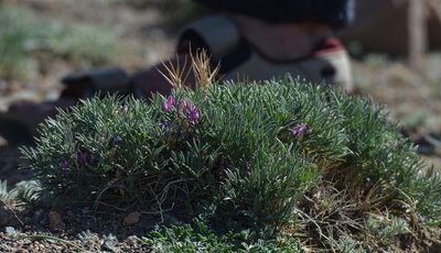 Oxytropis aciphylla, photographed by Pavel Komkov