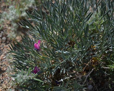 Oxytropis aciphylla, photographed by Pavel Komkov