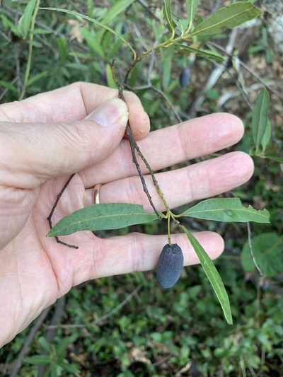 Cryptocarya angustifolia, photographed by Dave Richardson