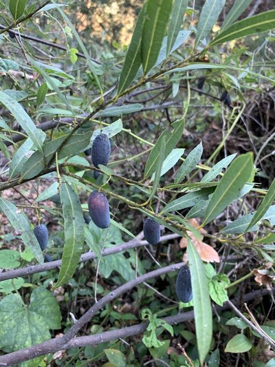 Cryptocarya angustifolia, photographed by Dave Richardson