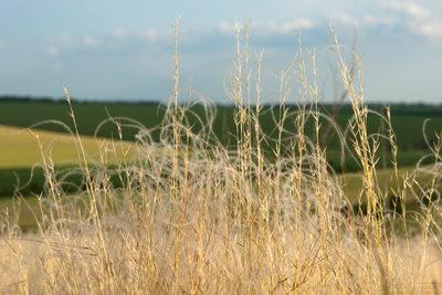 Stipa lessingiana, photographed by Yehor Yatsiuk