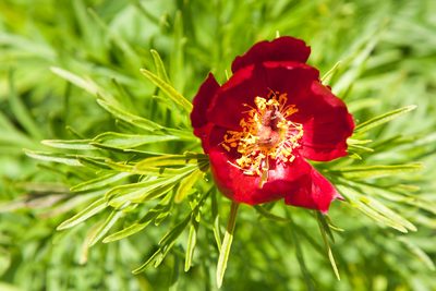 Paeonia tenuifolia, photographed by Yehor Yatsiuk
