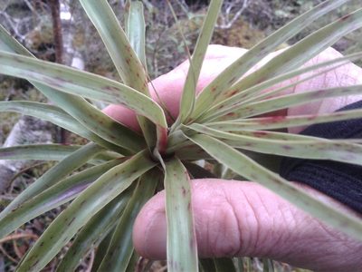 Dracophyllum townsonii, photographed by Brett Sandford