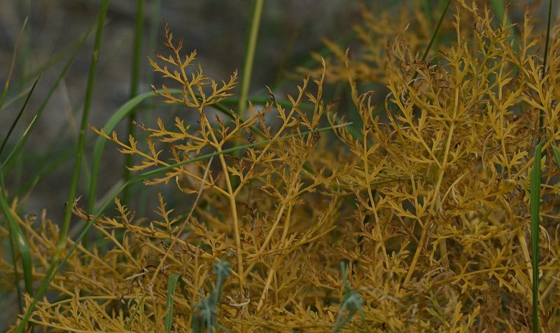 Ferula songarica, photographed by Pavel Komkov