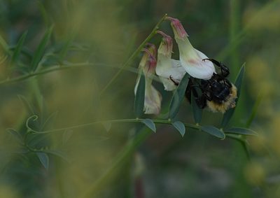 Vicia costata, photographed by Pavel Komkov