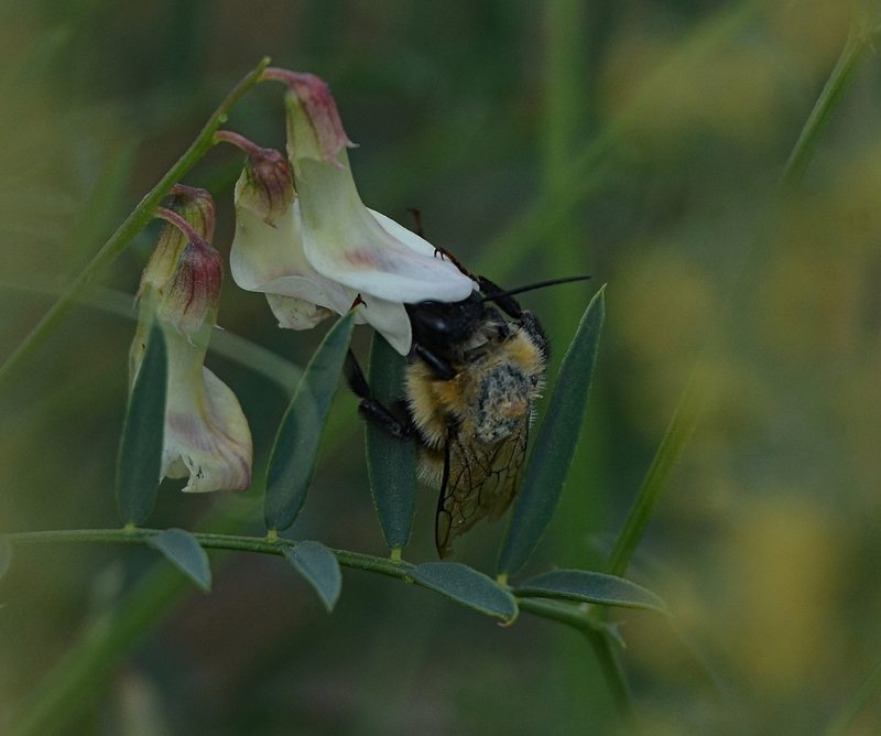 Vicia costata, photographed by Pavel Komkov